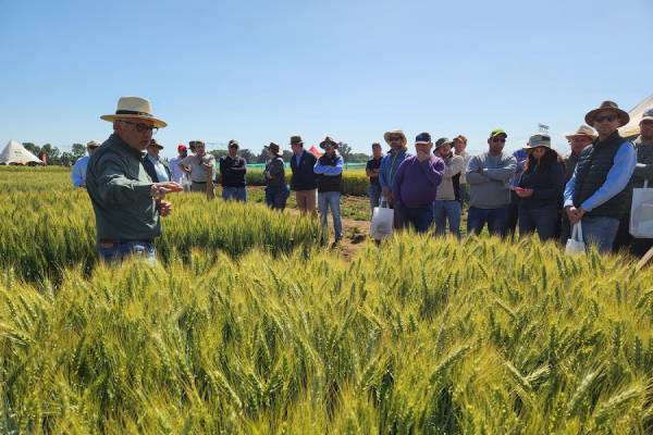 Agricultores conocieron nuevas variedades de trigo desarrolladas por INIA