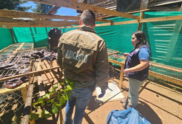 Desarman matadero clandestino vinculado a abigeato en Quillón