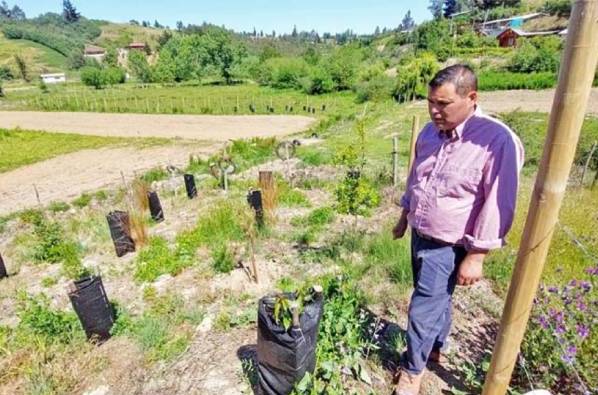 Mediante agroforestería recuperan predios afectados por incendios