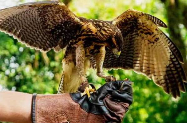 Celebran el Primer Festival de Aves en Chillán