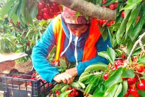 Ajustes en el mercado de las cerezas