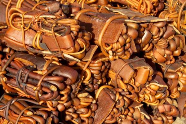 Estudio revela actividad antitumoral y antioxidante de moléculas presentes en el cochayuyo