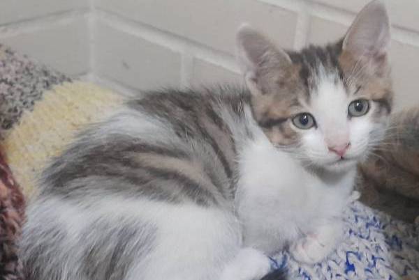 Jornada de adopción de perros y gatos se realizará este fin de semana en Chillán
