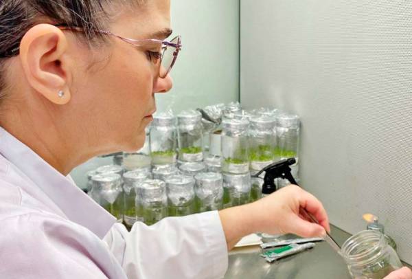 Investigación de planta antártica chilena avanza con colaboración internacional