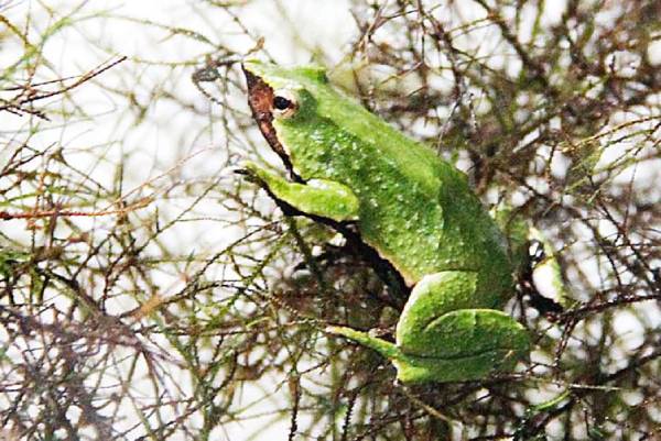Especialistas se reúnen en la UdeC para reforzar protocolos de reproducción de la ranita de Darwin