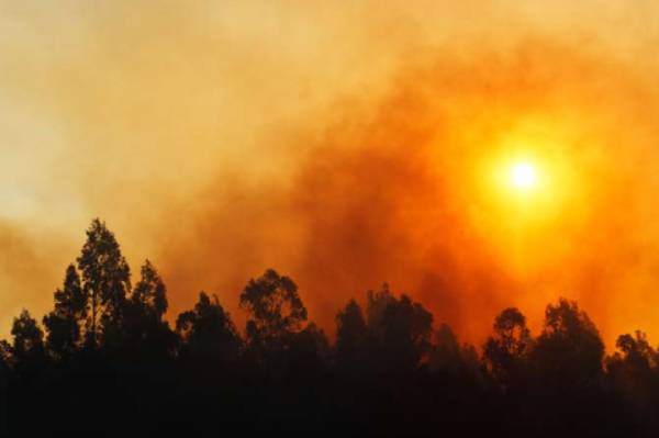 Gremios de la madera advierten graves consecuencias del proyecto de Ley de Incendios