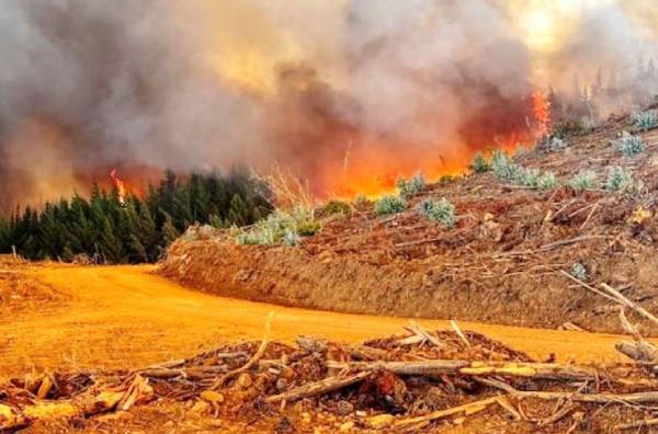 Ñuble presenta un 53% más de incendios forestales en comparación a la temporada pasada