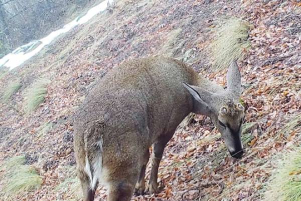Cámaras registran comportamiento invernal del huemul en la Reserva Ñuble