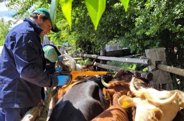 En El Carmen se iniciaron las veranadas cordilleranas de Ñuble