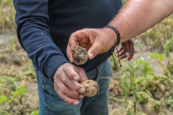 Al menos 50 productores afectados por crecida del río Itata