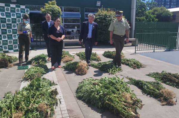 Con drones detectan más de 1.300 plantas de cannabis en predio forestal de Pemuco