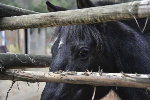 Preocupación por caballo herido en av. Vicente Méndez: SAG presentó denuncia por maltrato